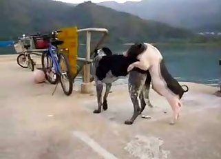 Two dogs fucking each other on a pier