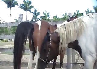 Cute horse gets impaled in the doggy pose
