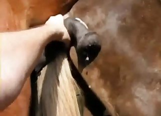 Big-dicked brown horse shows off
