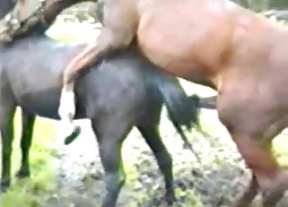 Horses having a passionate fuck session for fun