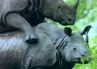 Rhinos fucking each other outdoors