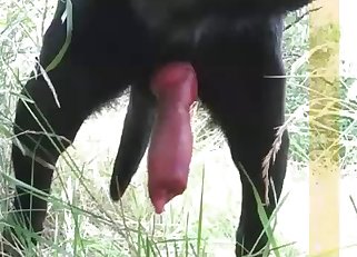 This black dog has a very massive boner