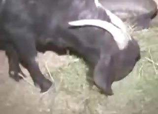 Finger-blasting a goat's tight orifice