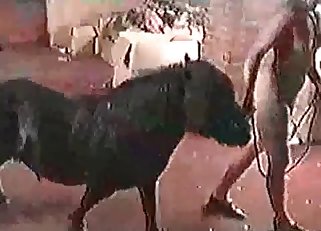 Sweet lass likes filthy bestiality sex