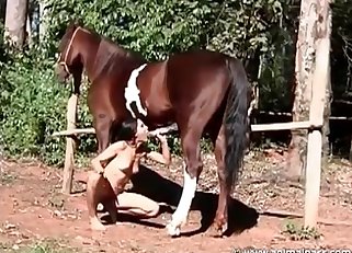 Sexy brunette babe sucks a huge stallion dick