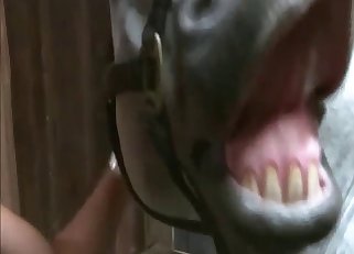 Awesome babe is enjoying nasty sex with a cute doggy