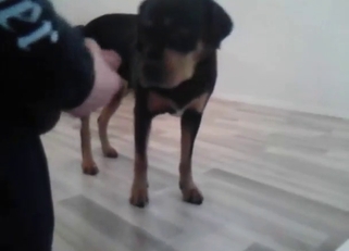 Sexed-up beast is ready to get off with him