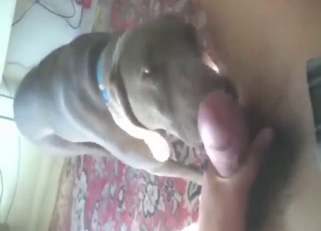 Cock