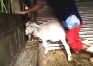 Bestiality sex with a submissive goat that gapes