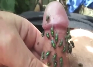 Green flies, close-ups, the hottest action ever