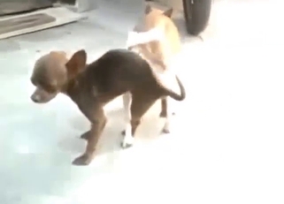 Thú vật