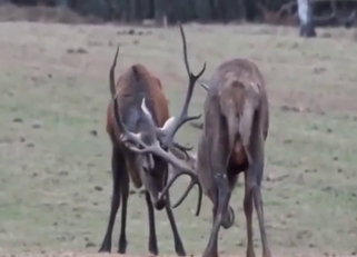 Drilling a deer's asshole by yet another deer