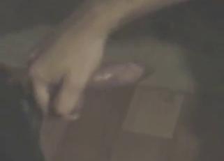 Crafty zoophile lets these dogs enjoy frottage