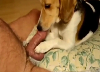Happy blowjob from a sexy dog that licks dick