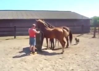 Horse-on-horse fuckery recorded outside, SO GOOD