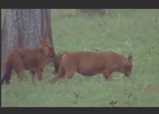 Each fox cock featured here is used for pleasure