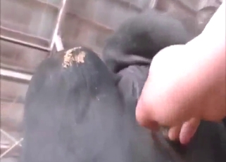 Hot-looking cow pussy is going to get fisted