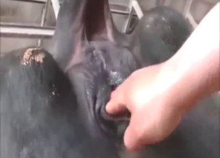 Hot-looking cow pussy is going to get fisted