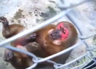 Ape making funny faces while jerking off hard