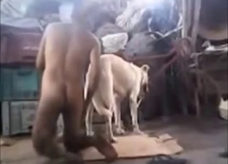 Zoo porn anal scene with a guy whose ass takes it