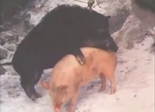Pig
