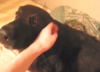 Playing with nips and making the dog feel good