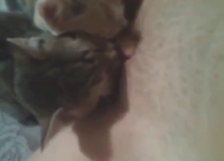 Sexy kitten licking her pussy to make her happy