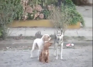 Zoophile records animals fucking each other hard