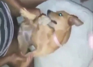 Holes of a sexy dog used by a horny dude