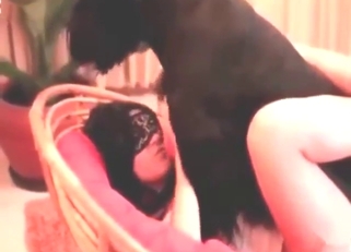 Shaved pussy babe gets fucked by a black dog