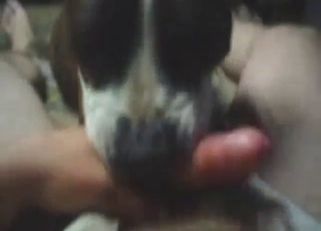 Hot zoophile porn shows a Pitbull sucking dick