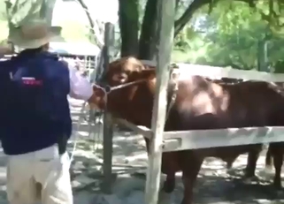 Rectum stimulation and more for a sexy beast