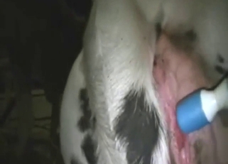 Zoo sex with a vibrator being used for orgasms