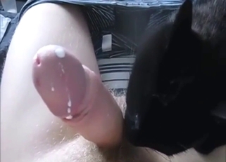 Zoophile porn shows a sexy cat licking balls