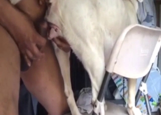 Zoo sex with a a white dog and a horny dude