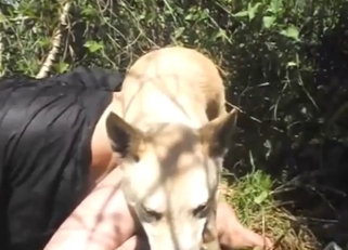 Zoophile porn with a dog fucking that booty