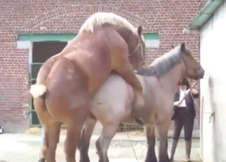 Zoo porn delivers a nice fuck with two horses