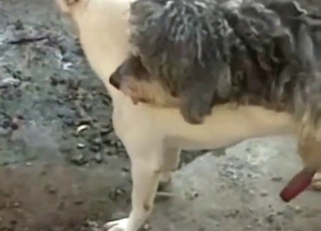 Two canines enjoying doggystyle while outside