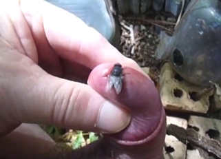 Fly is going to worship that pissing hole too
