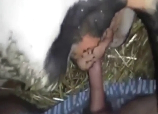 Cow is going to get screwed by his big boner