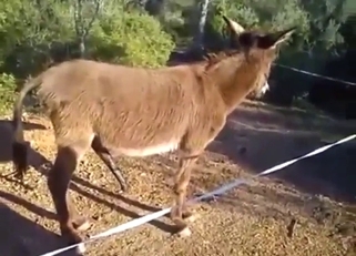 Donkey is going to enjoy a nice blowjob here