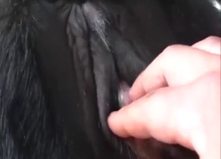 Cow cunt is getting fingered in a POV scene