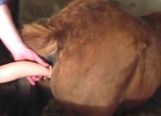 Fisting is going to feel like nothing for a cow