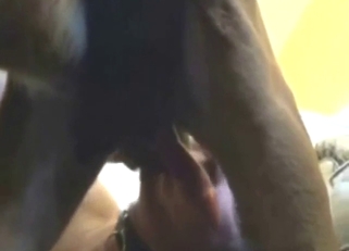 Dog is going to love oral action and thrusting