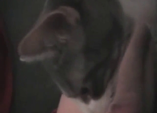 Cat licks the whole length of his fucking cock