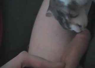 Cat licks the whole length of his fucking cock
