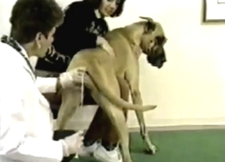Slutty dog is going to get inseminated for real