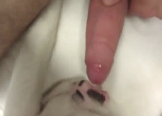 White animal getting fucked by a hairy dick