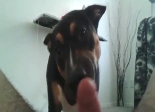 Passionate black dog is going to lick nice cock