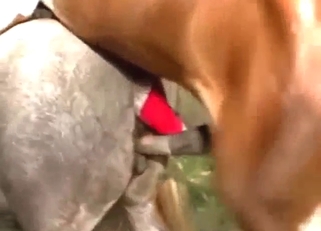 Stallion dominating that wet animal pussy